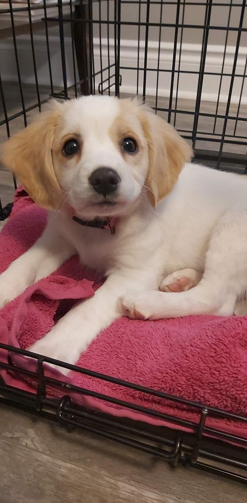 Female 12 week puppy Mix Cocker Spaniel, King Charles Cavalier Dogs