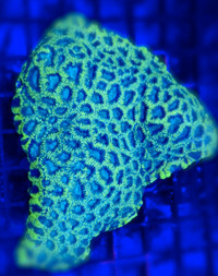 Arctic Frost Favia - Saltwater Coral