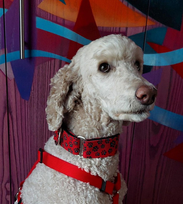 Wiggle Bumz adjustable dog collar in Accessories in Calgary - Image 2