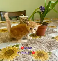 Beautiful kittens ready to go June 1st
