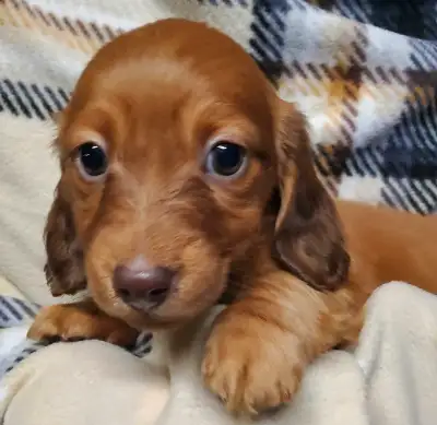 These two beautiful chocolate based red girls are seeking forever homes. They are from well bred lin...