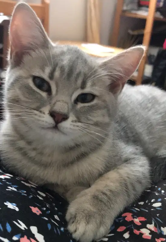 Happy kittens Scottish straight in Cats & Kittens for Rehoming in City of Montréal - Image 3