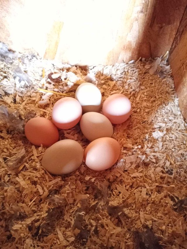 BYM hatching eggs in Other in Strathcona County