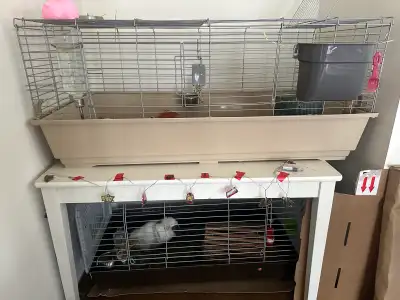 Two male Abyssinian Guinea Pigs with cages and supplies, View more