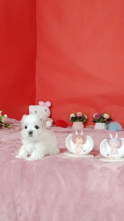 Premium Snow-white Maltese Puppies, View more