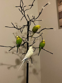Looking for a LOVING HOME  for my 4 budgies!