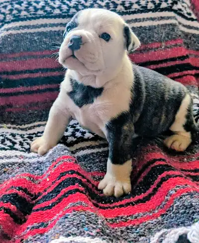 olde english bulldogge puppies, View more
