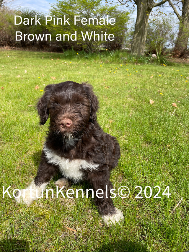Beautiful Portuguese Water Dog Puppies in Dogs & Puppies for Rehoming in Peterborough - Image 3