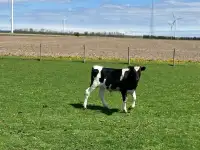 6 month old Holstein Cross Steer 