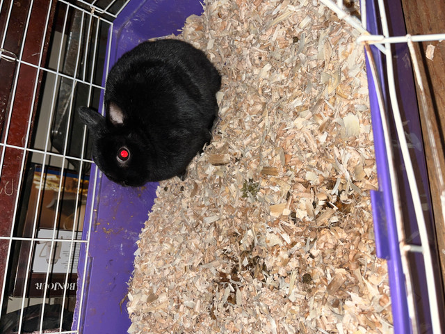 Bunny for sale in Small Animals for Rehoming in North Bay