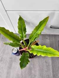 Healthy indoor plant - philodendron narrow tiger  tooth 