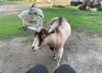 Female goat duo 