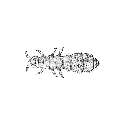 Collembola sp. “White Springtails”, View more