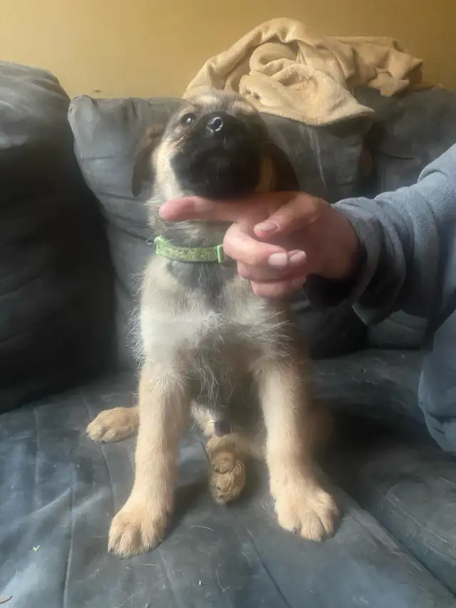 2 boys available in Dogs & Puppies for Rehoming in Brantford - Image 10