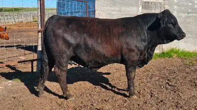 Simmental bull for sale