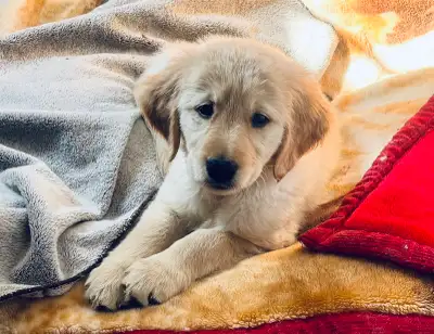 Pet Sitting, $20 Dog Boarding, Puppy Daycare , View more