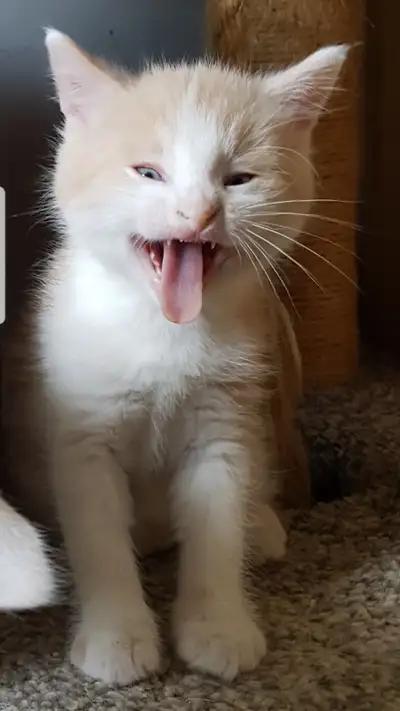 Hi i have only one male left..the beige and white one..littertrained they eat hard kitty food and al...