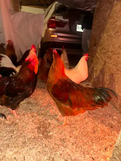 Poule et coq disponible, View more