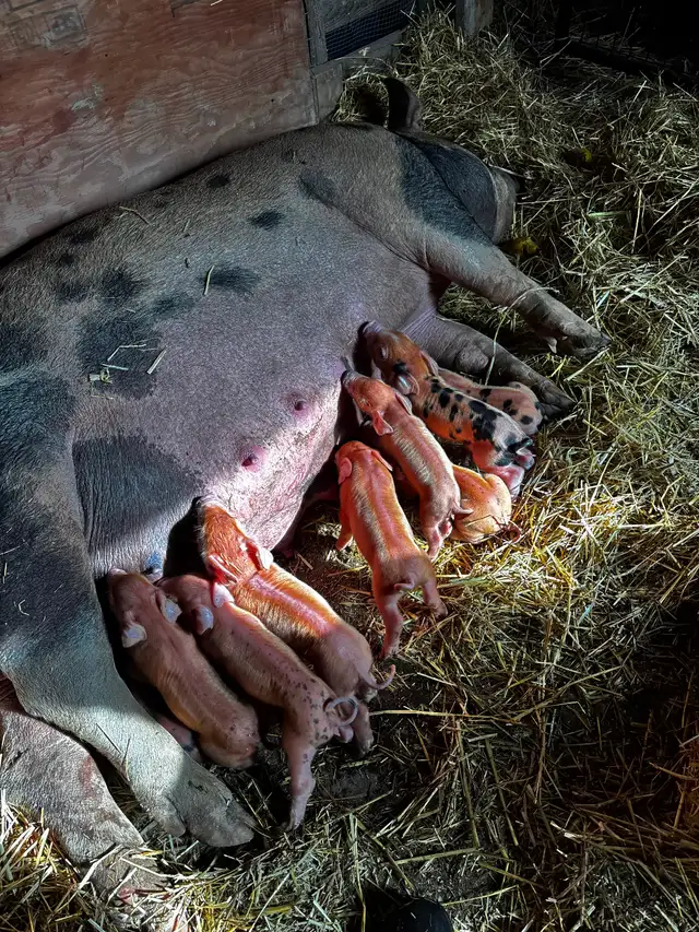 Berkshire/Tamworth cross Duroc pigs in Livestock in Terrace - Image 4