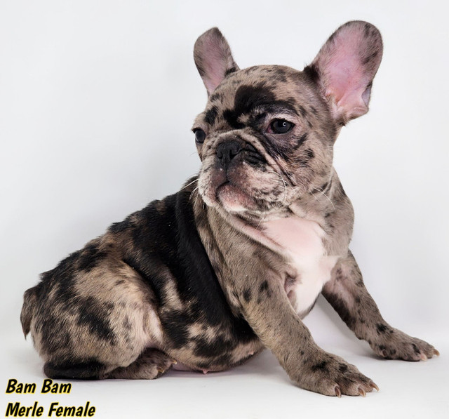 French Bulldog Puppies *ckc registered* in Dogs & Puppies for Rehoming in Grande Prairie - Image 4