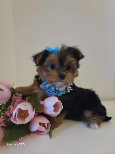 Wow adorable Chiots Morkie, View more