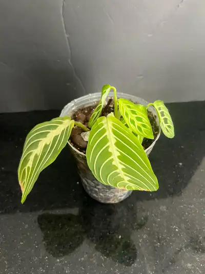 Indoor plant Maranta Leuconeura, View more
