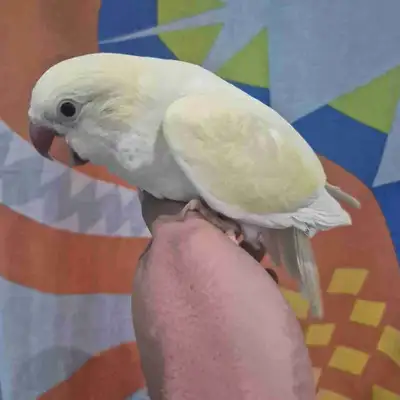 Handraised and Handfed Baby Quakers, View more