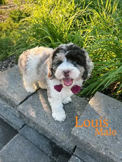 Shihpoo  Male Puppy, View more