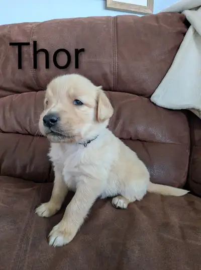 FS: Adorable Golden Retriever Puppies, View more