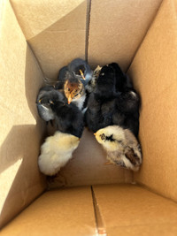 10 Chicks - blue & brown eggs
