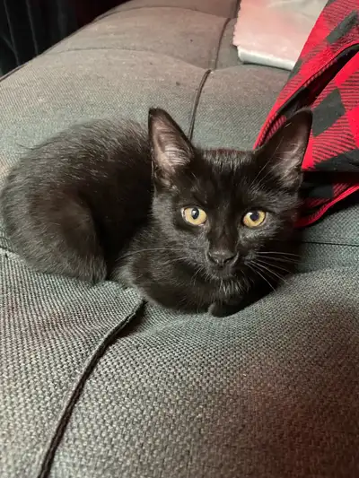kitten for sale due to my son is allergic:( , View more