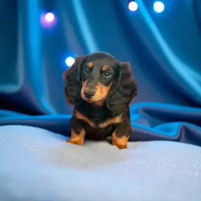 Mini Dachshund Puppies – Ready to go now, View more