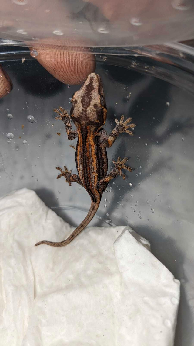 Geckos for sale  in Reptiles & Amphibians for Rehoming in St. Catharines
