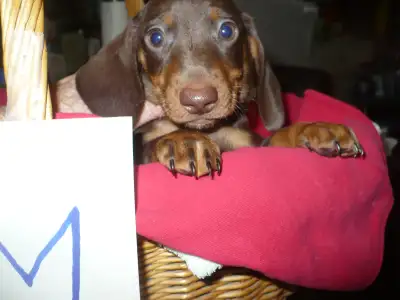 Mini Dachshund Pups....3 available., View more