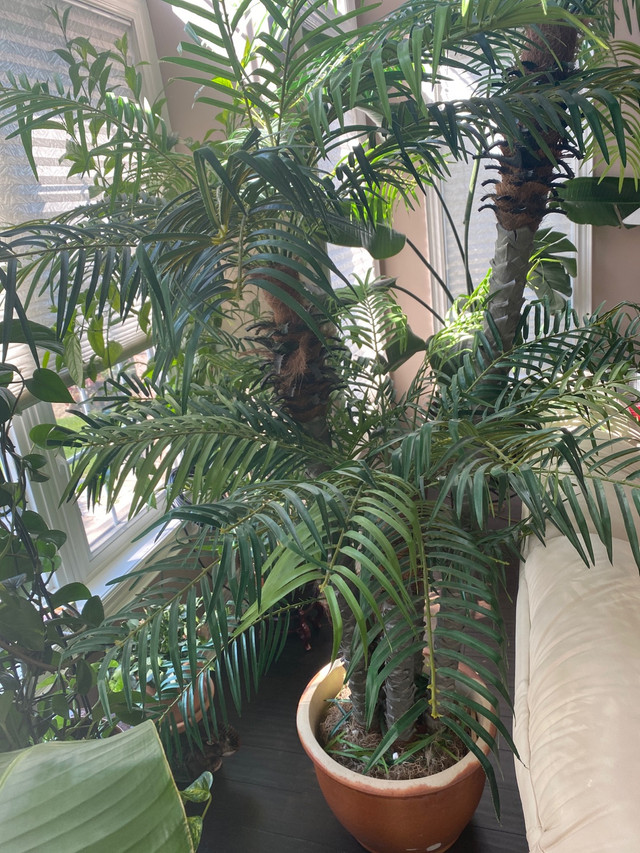 Extra Large Fake palm tree type plant | Home Décor & Accents | Mississauga  / Peel Region | Kijiji