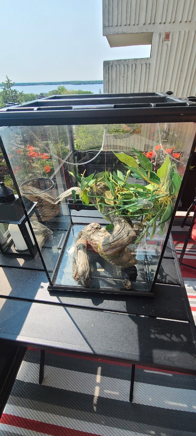 Price drop* Small exoterra terrarium - $80 obo in Reptiles & Amphibians for Rehoming in Belleville