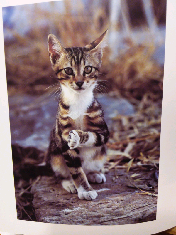 LIVRE LES CHATONS DES ÎLES GRECQUES in Accessories in Lanaudière - Image 5