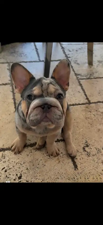 French bulldog male, View more