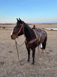 Ranch horse