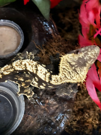 Dark male crested gecko