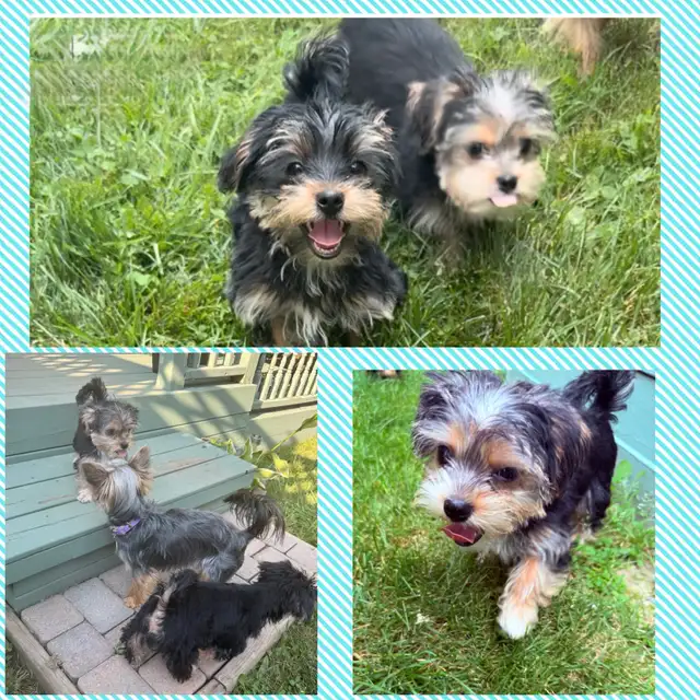 Yorkie/Biewer.. ONLY 2 Boys to go! (*See Note below) in Dogs & Puppies for Rehoming in Hamilton - Image 2