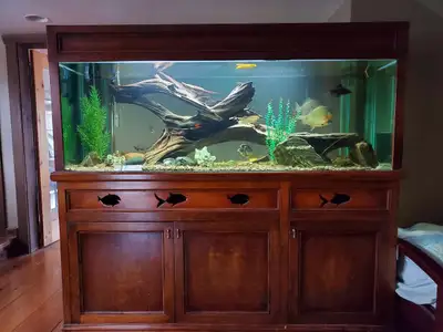 Aquarium 180 gallon with High End Cabinet and all accessories, View more