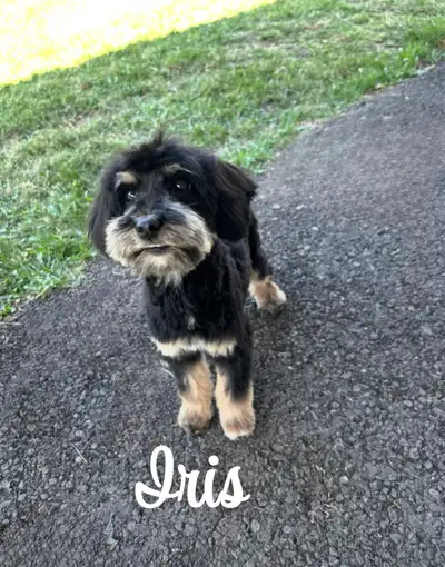 REDUCED mini Pups ❤️, View more