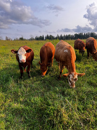 Farm Fresh - Grass Fed/Finished Ground Beef 
