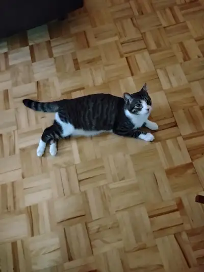 Chat de 10 mois avec bon tempérament. Opéré on déménage et on peut pas l'amener avec nous