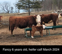 Registered Herefords Cows