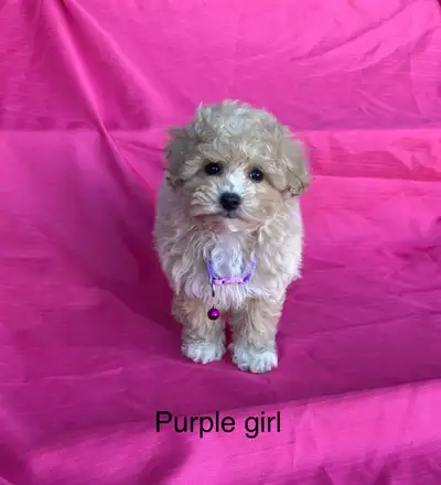 Poodle x bichon pups, View more