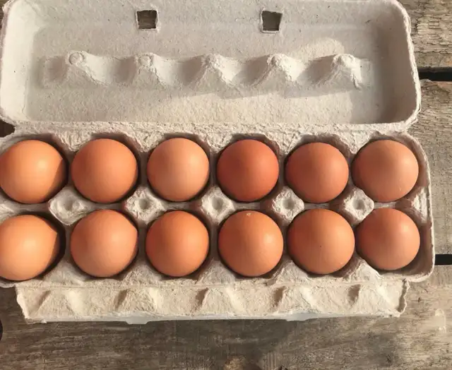 eggs fresh , brown  in Other in Portage la Prairie - Image 2