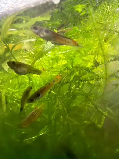endler's guppy for sale, View more