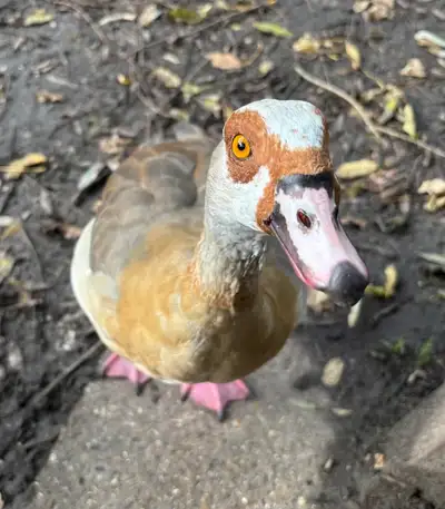 Egyptian Geese- Exotic, View more